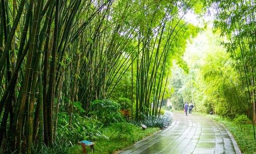 別墅庭院景觀設(shè)計(jì)離不開的13種植物