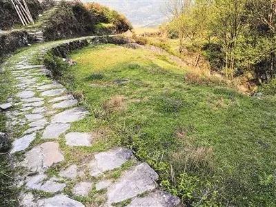 庭院設計中植物和小路怎么搭配才最好看?