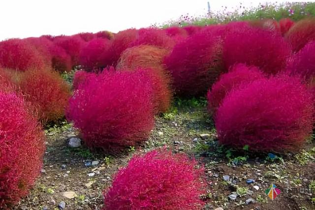 庭院花境園藝設(shè)計(jì)和植物搭配需要哪些要求？