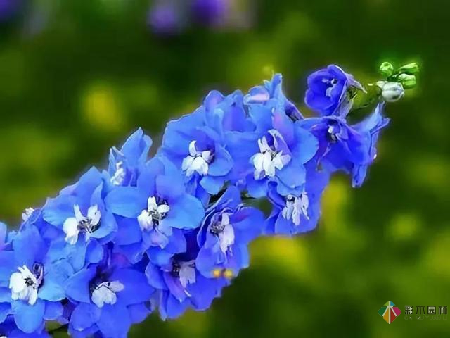 庭院花境園藝設(shè)計(jì)和植物搭配需要哪些要求？