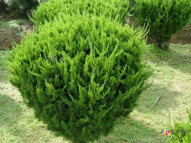 庭院花境園藝設(shè)計(jì)和植物搭配需要哪些要求？