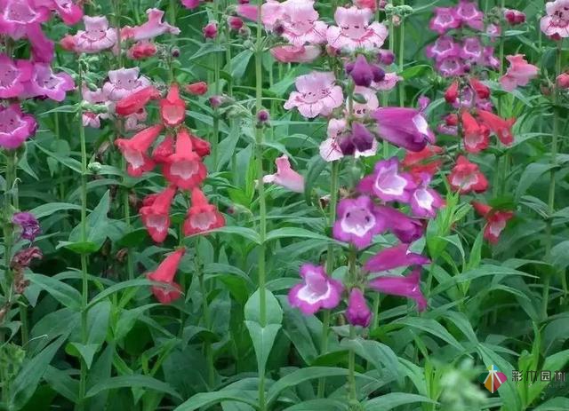 庭院花境園藝設(shè)計(jì)和植物搭配需要哪些要求？