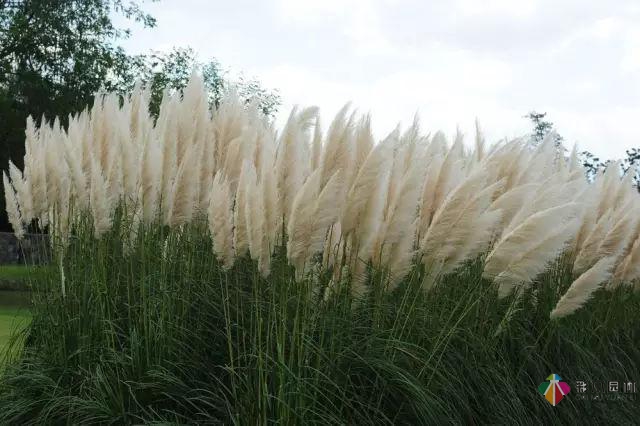 庭院花境園藝設(shè)計(jì)和植物搭配需要哪些要求？