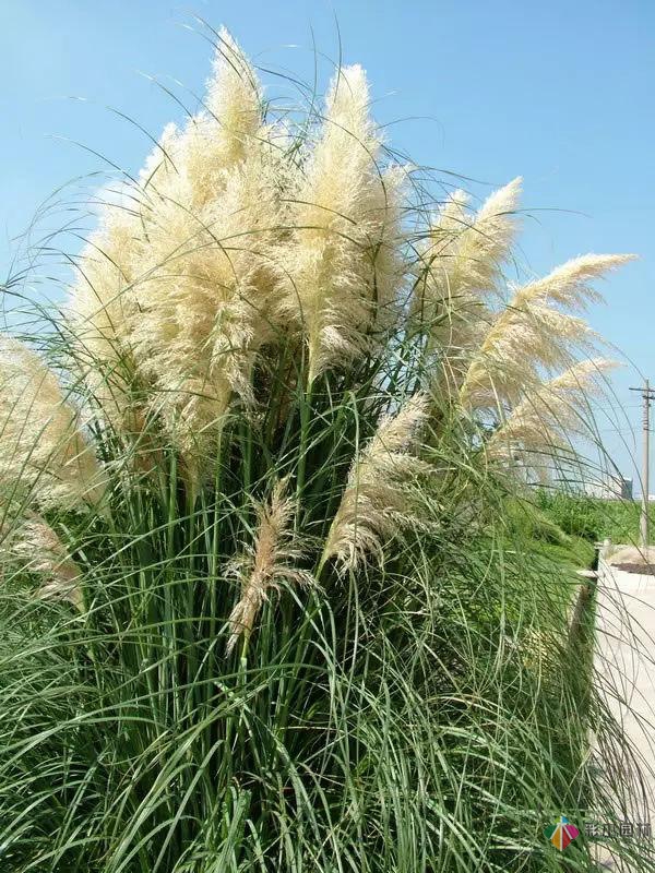 庭院花境園藝設(shè)計(jì)和植物搭配需要哪些要求？