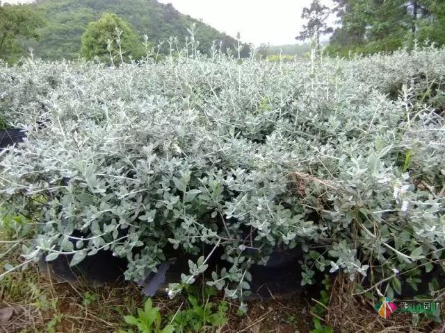 庭院花境園藝設(shè)計(jì)和植物搭配需要哪些要求？