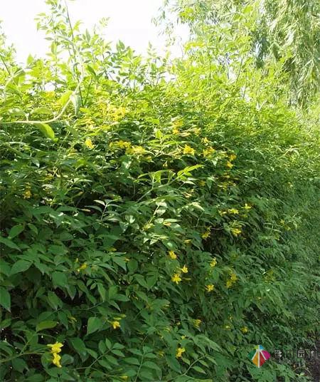 庭院花境園藝設(shè)計(jì)和植物搭配需要哪些要求？