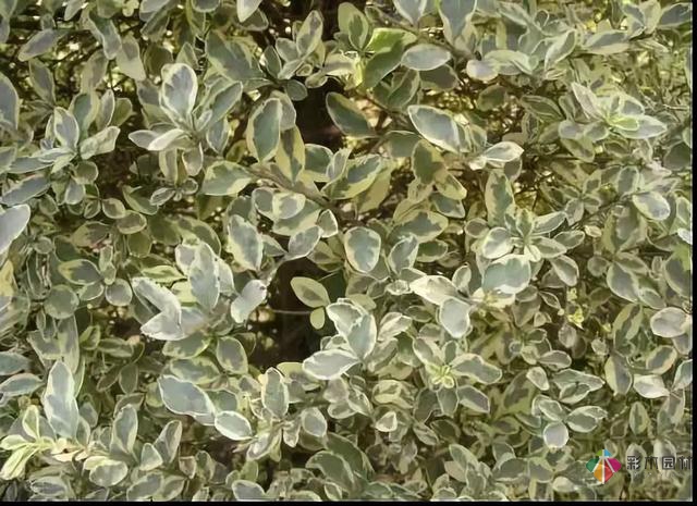 庭院花境園藝設(shè)計(jì)和植物搭配需要哪些要求？