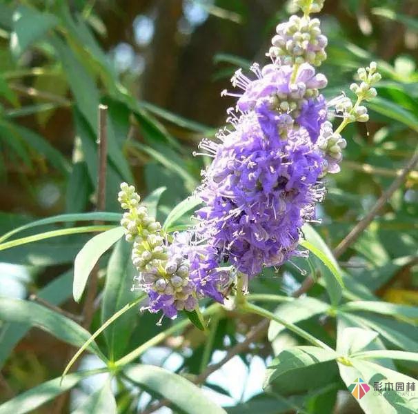 庭院花境園藝設(shè)計(jì)和植物搭配需要哪些要求？
