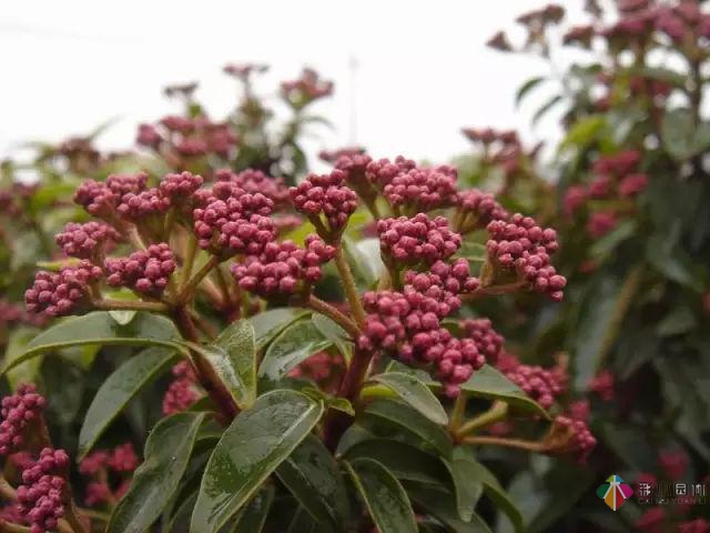 庭院花境園藝設(shè)計(jì)和植物搭配需要哪些要求？