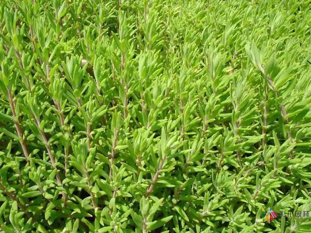 庭院花境園藝設(shè)計(jì)和植物搭配需要哪些要求？