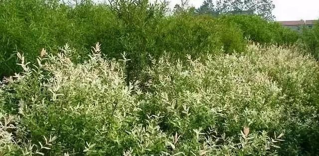 庭院花境園藝設(shè)計(jì)和植物搭配需要哪些要求？