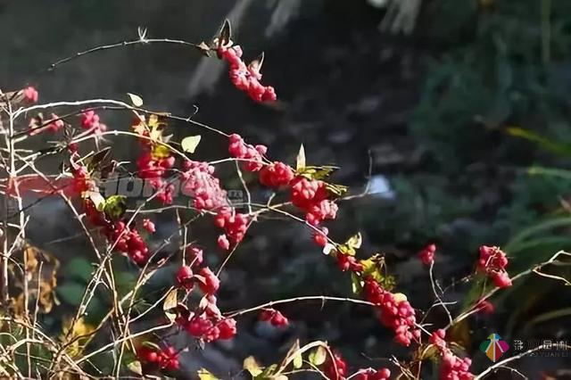 庭院花境園藝設(shè)計(jì)和植物搭配需要哪些要求？