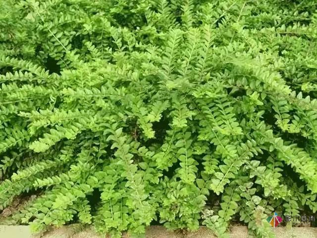 庭院花境園藝設(shè)計(jì)和植物搭配需要哪些要求？
