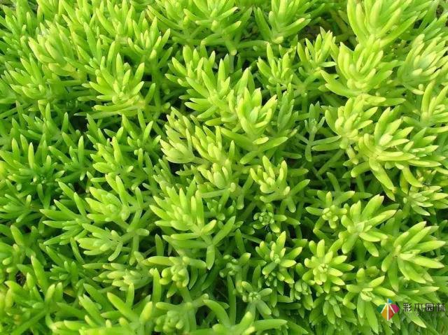 庭院花境園藝設(shè)計(jì)和植物搭配需要哪些要求？
