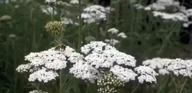庭院花境園藝設(shè)計(jì)和植物搭配需要哪些要求？