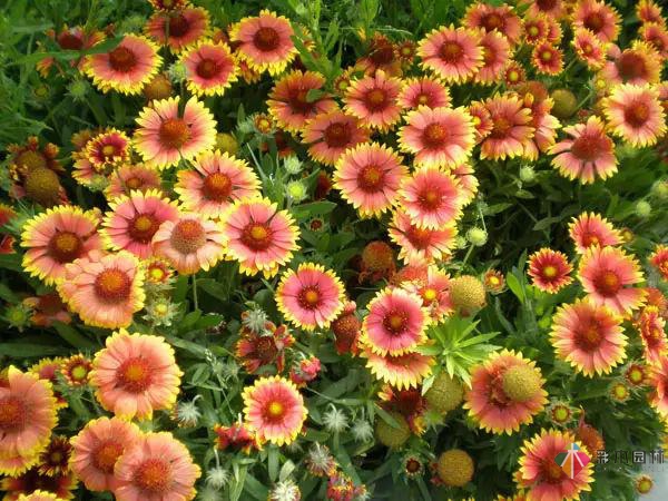 庭院花境園藝設(shè)計(jì)和植物搭配需要哪些要求？
