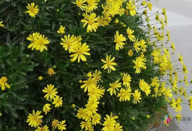 庭院花境園藝設(shè)計(jì)和植物搭配需要哪些要求？