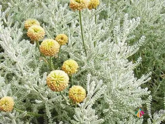 庭院花境園藝設(shè)計(jì)和植物搭配需要哪些要求？