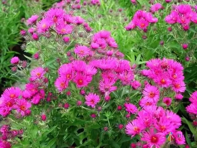 庭院花境園藝設(shè)計(jì)和植物搭配需要哪些要求？