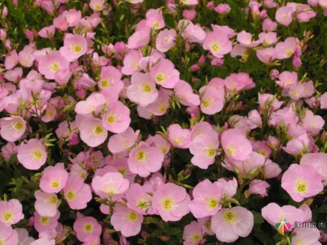 庭院花境園藝設(shè)計(jì)和植物搭配需要哪些要求？
