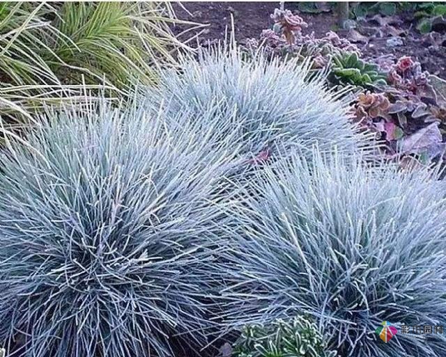 庭院花境園藝設(shè)計(jì)和植物搭配需要哪些要求？