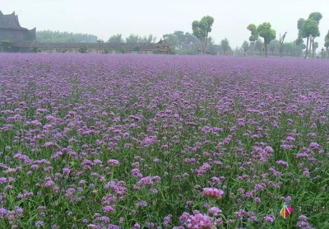 庭院花境園藝設(shè)計(jì)和植物搭配需要哪些要求？