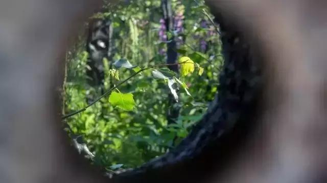 花園庭院設計中植物該怎么設計?