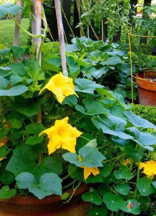 15個容器蔬菜花園設(shè)計看得我真的好想要!