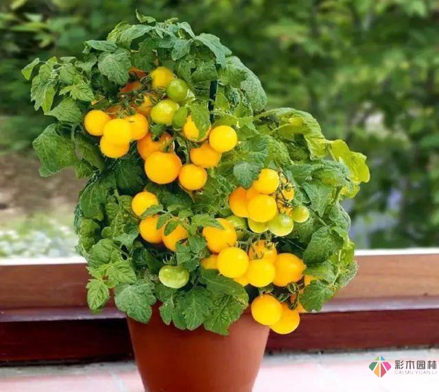 15個容器蔬菜花園設(shè)計看得我真的好想要!