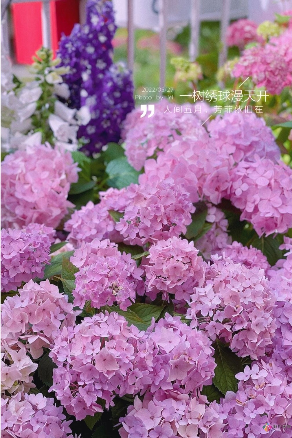 8平米開放式陽(yáng)臺(tái)，DIY變身自己的秘密花園，好美！