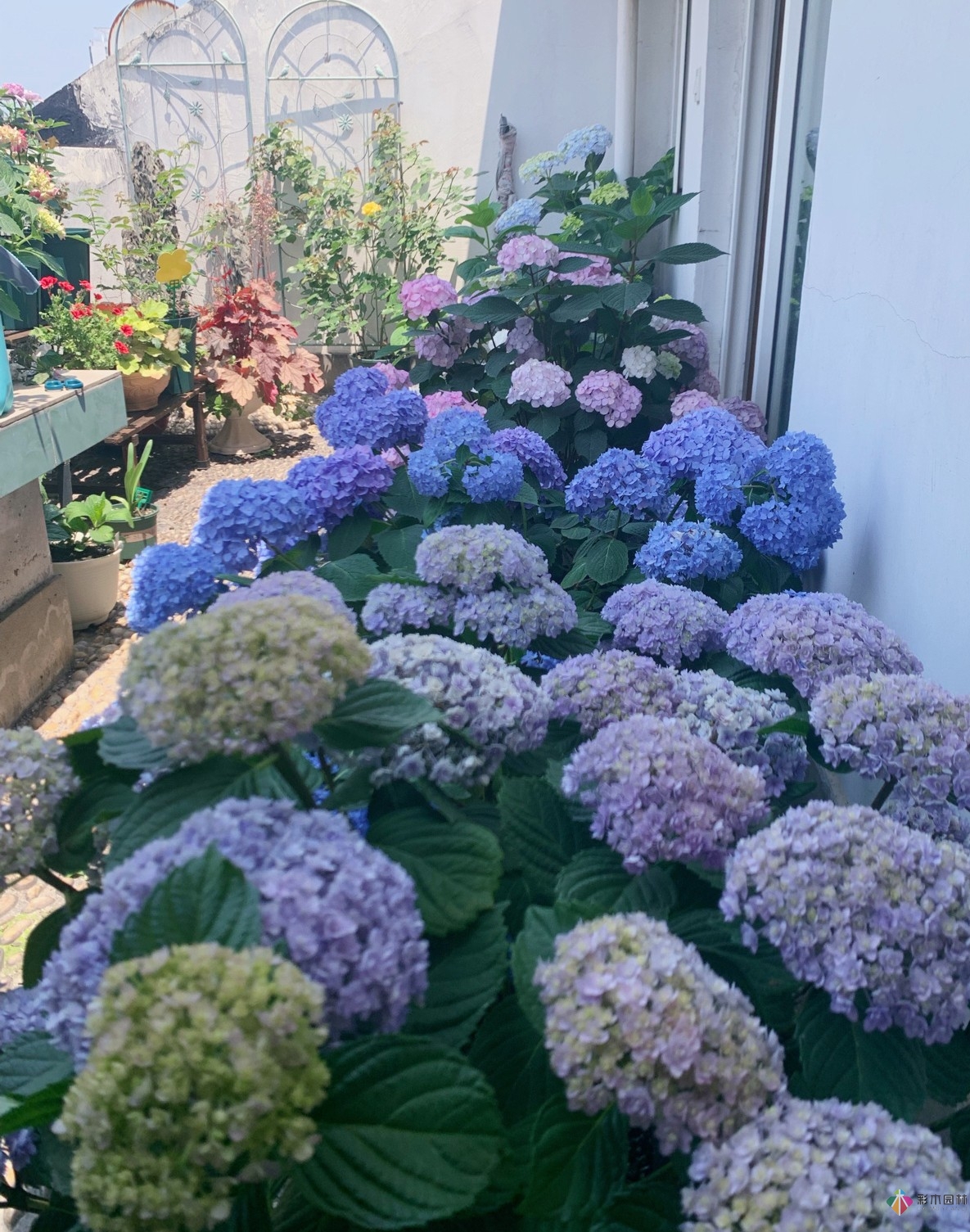 30㎡復(fù)式露臺(tái)，種花種草打造“sky 花園”，折騰了一年多，