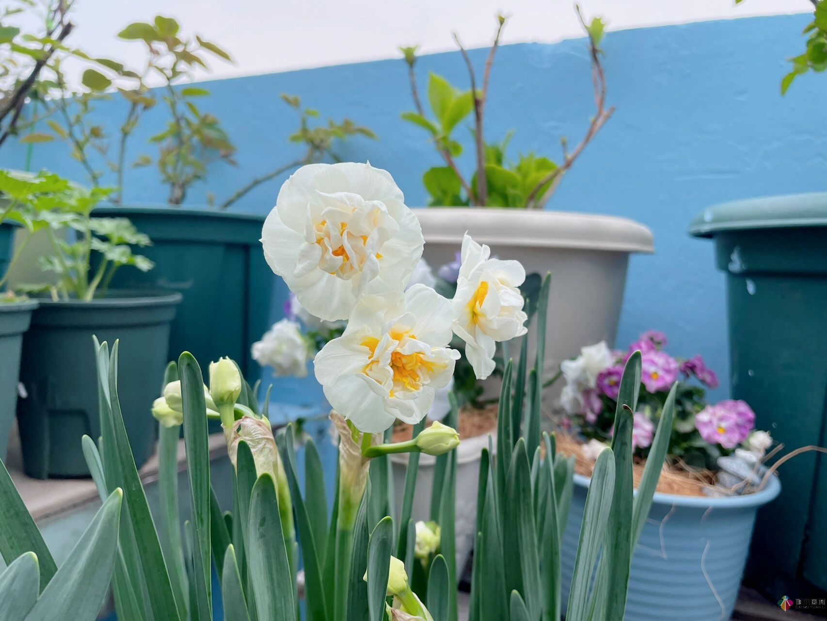30㎡復(fù)式露臺(tái)，種花種草打造“sky 花園”，折騰了一年多，