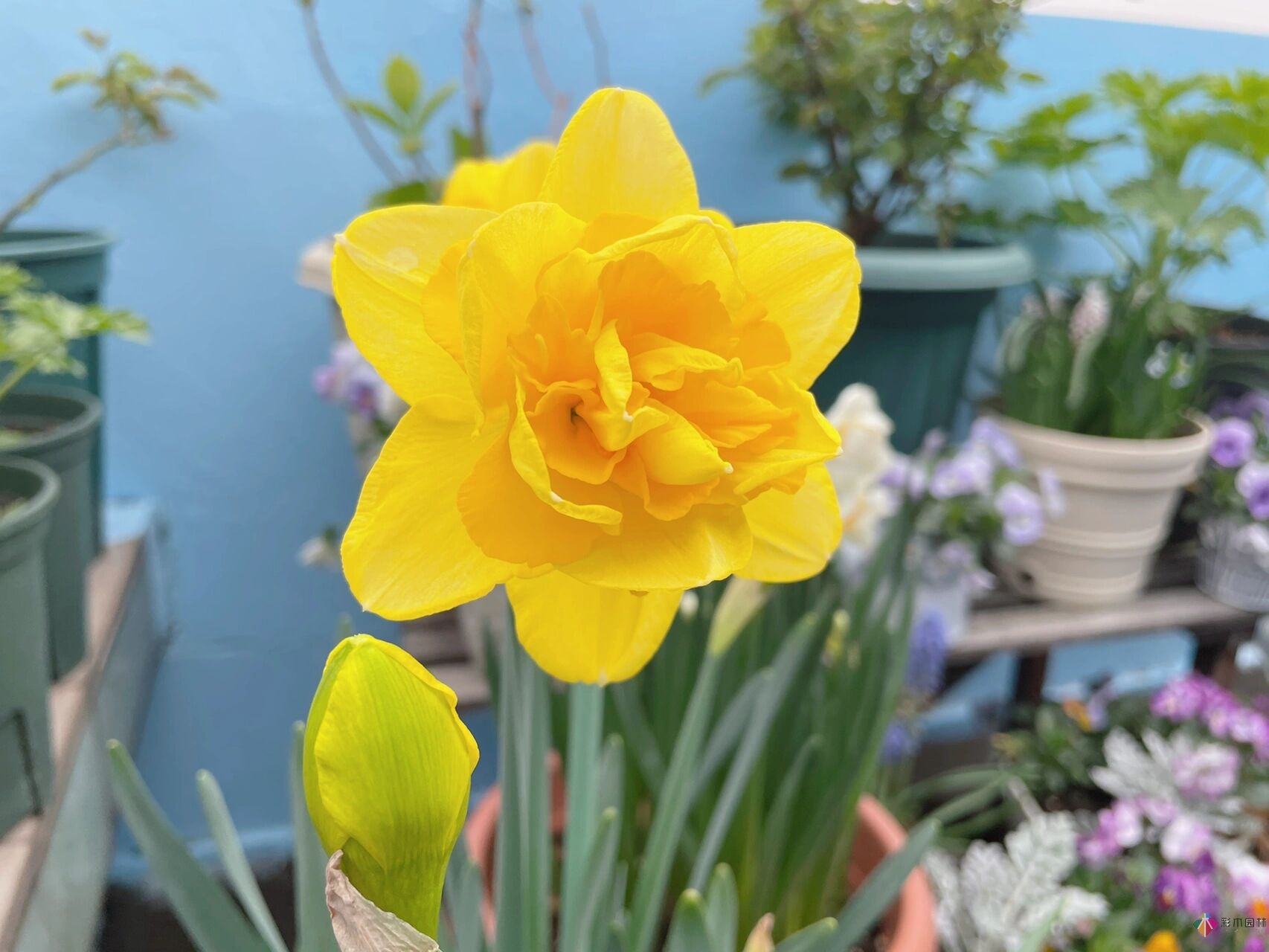 30㎡復(fù)式露臺(tái)，種花種草打造“sky 花園”，折騰了一年多，