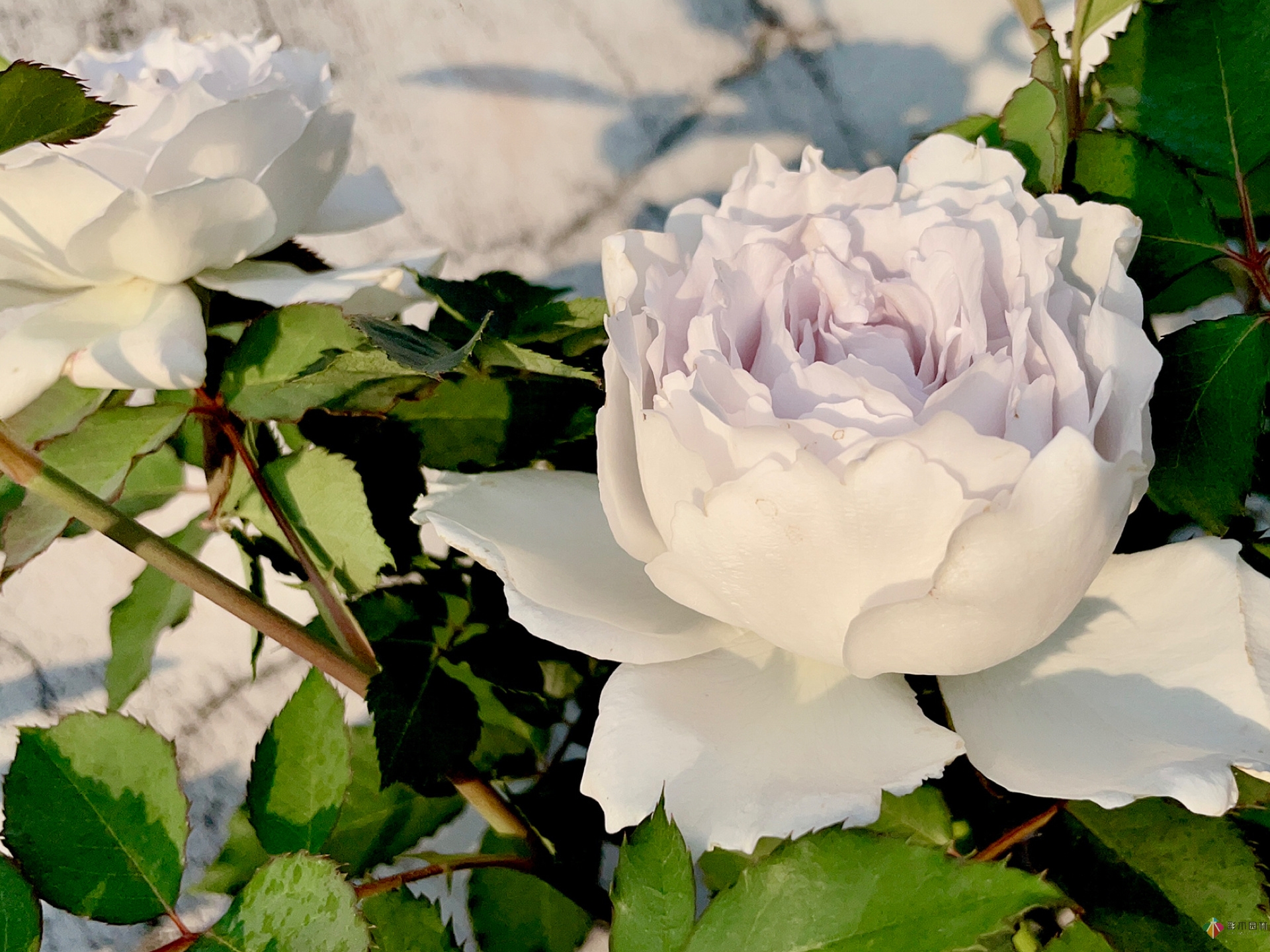 30㎡復(fù)式露臺(tái)，種花種草打造“sky 花園”，折騰了一年多，