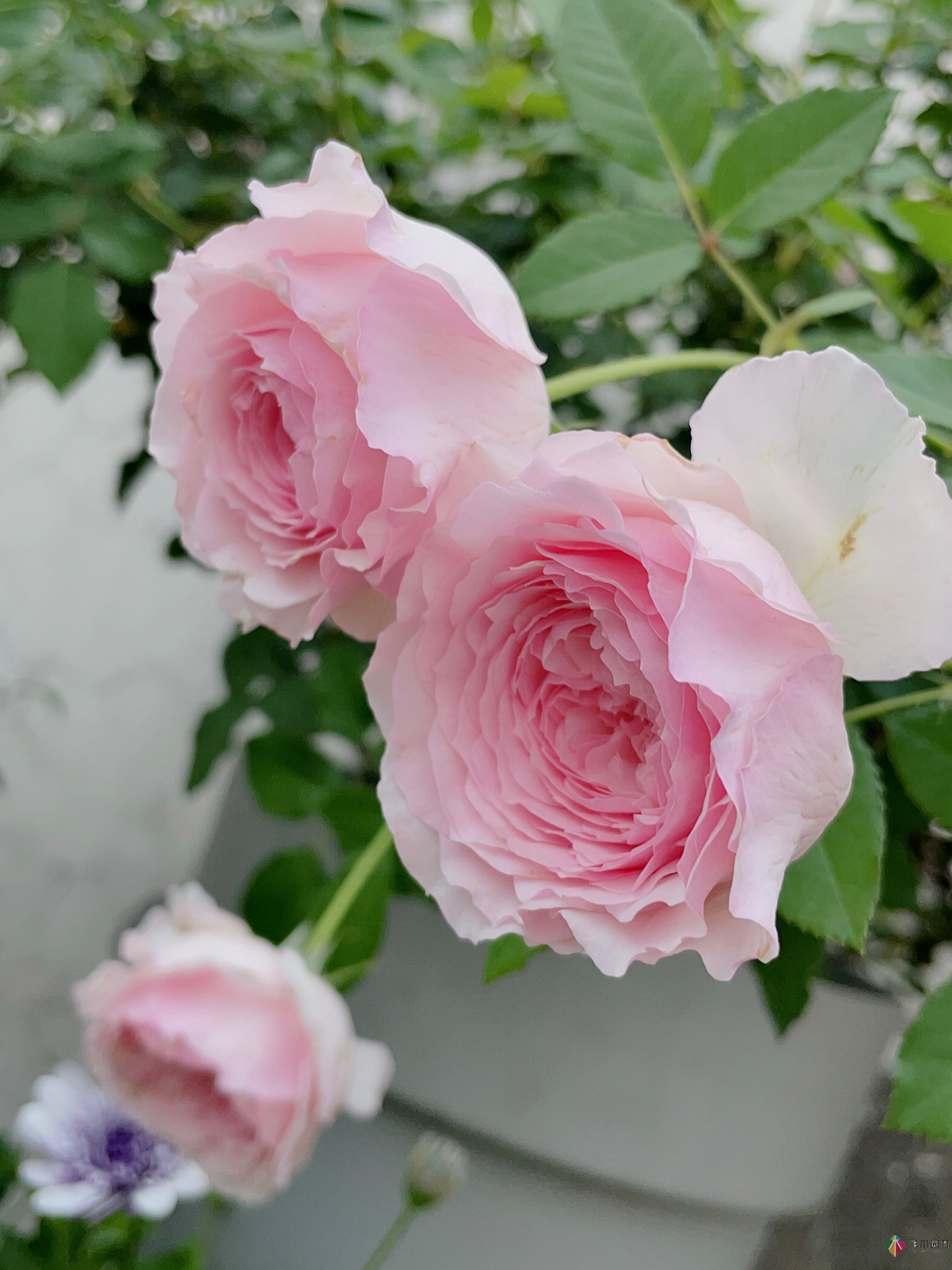 30㎡復(fù)式露臺(tái)，種花種草打造“sky 花園”，折騰了一年多，