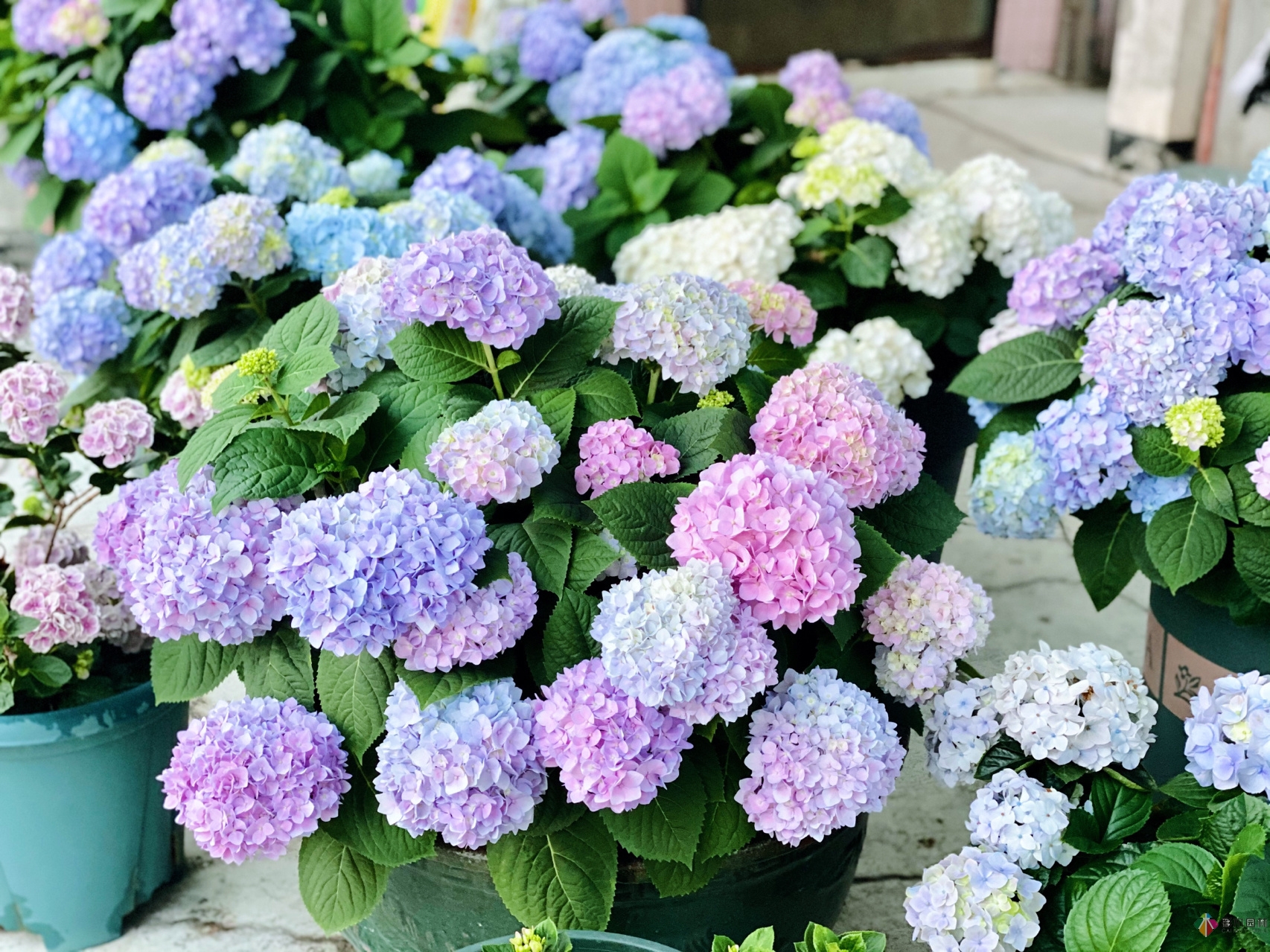 30㎡復(fù)式露臺(tái)，種花種草打造“sky 花園”，折騰了一年多，