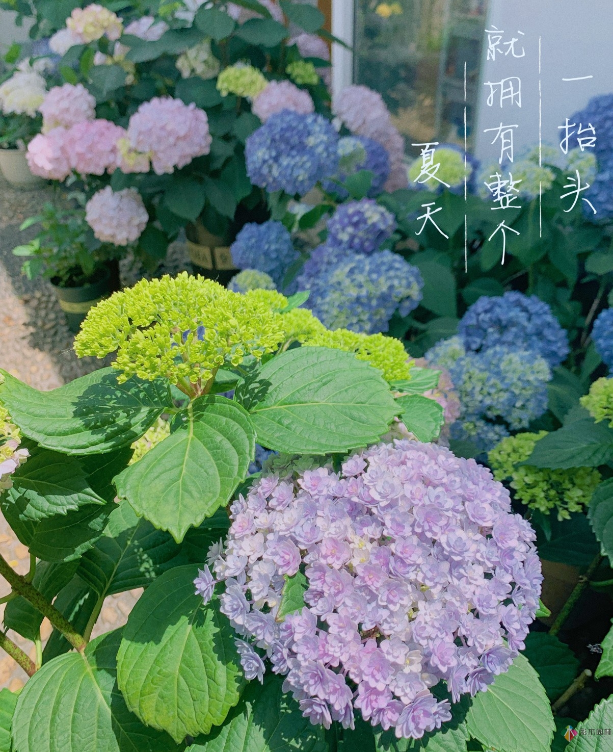 30㎡復(fù)式露臺(tái)，種花種草打造“sky 花園”，折騰了一年多，