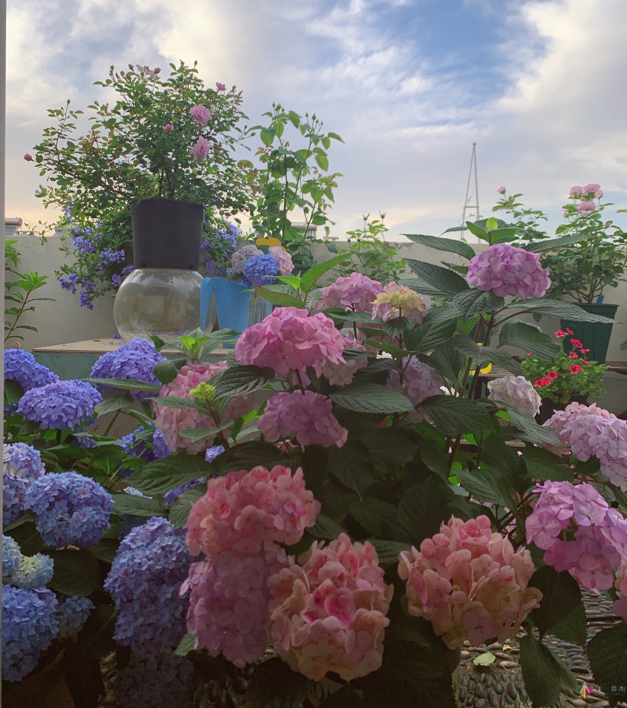 30㎡復(fù)式露臺(tái)，種花種草打造“sky 花園”，折騰了一年多，