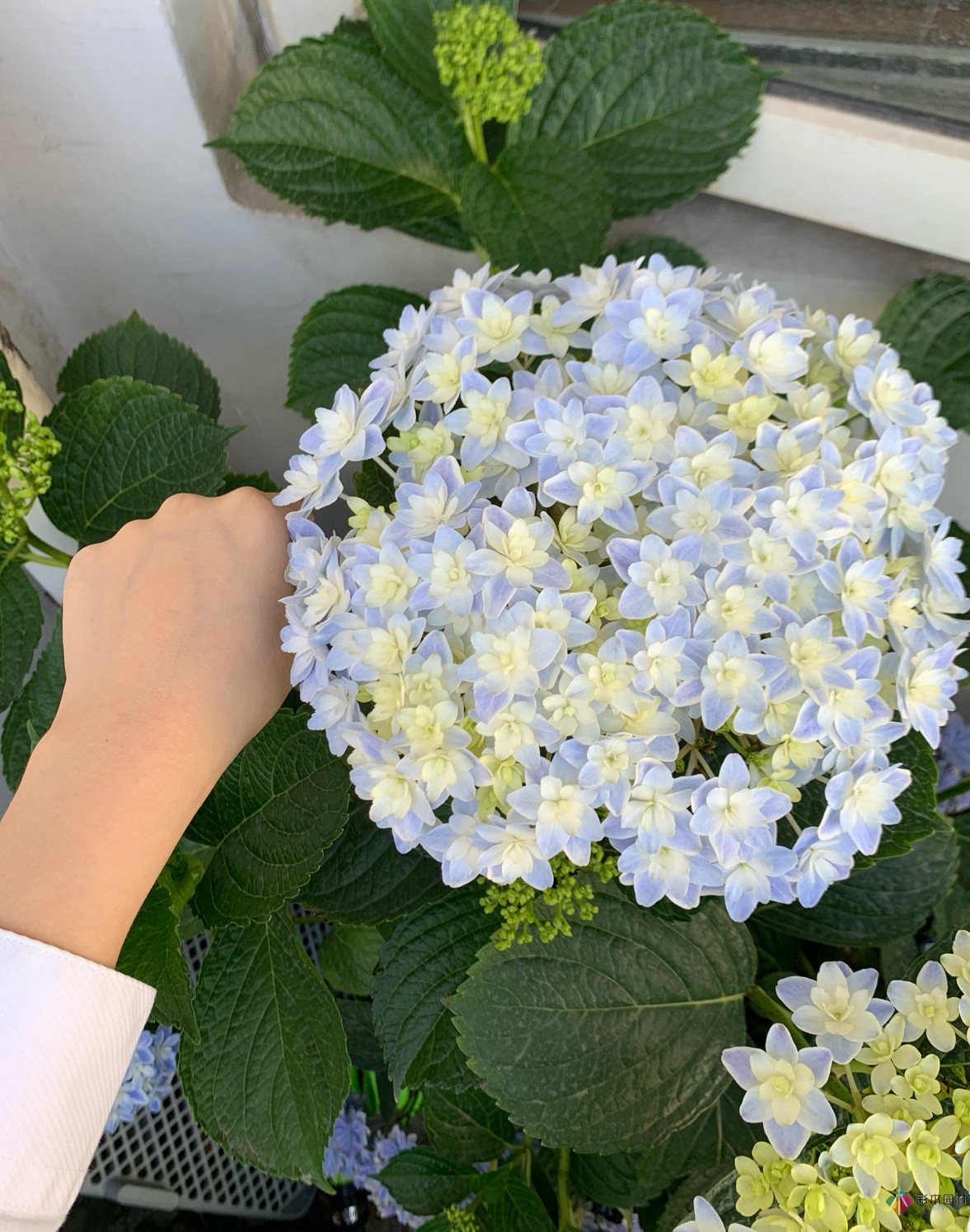 30㎡復(fù)式露臺(tái)，種花種草打造“sky 花園”，折騰了一年多，