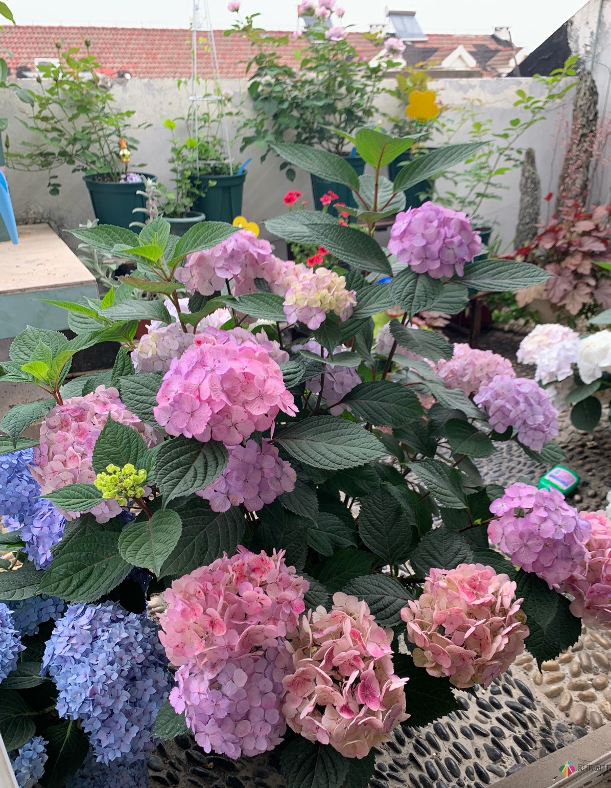 30㎡復(fù)式露臺(tái)，種花種草打造“sky 花園”，折騰了一年多，