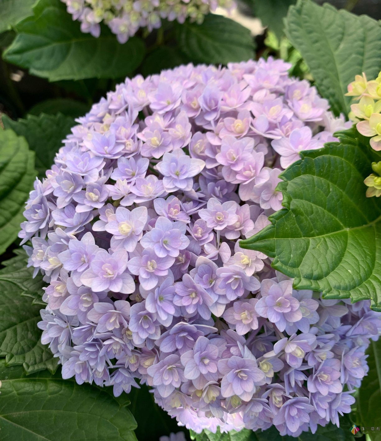 30㎡復(fù)式露臺(tái)，種花種草打造“sky 花園”，折騰了一年多，