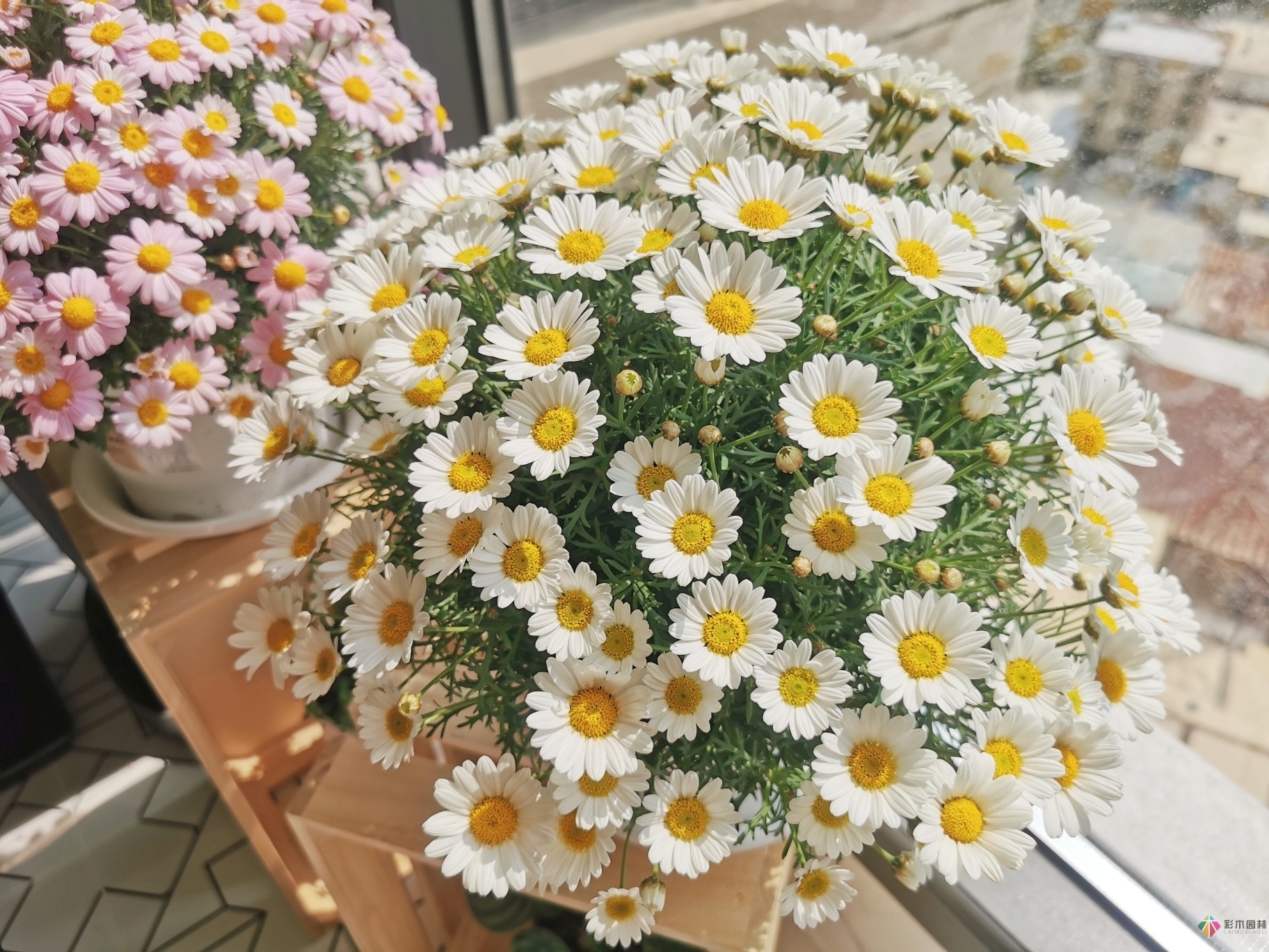 30㎡屋頂露臺的改造，曾經被忽視的破閣樓，在宮崎駿其人變