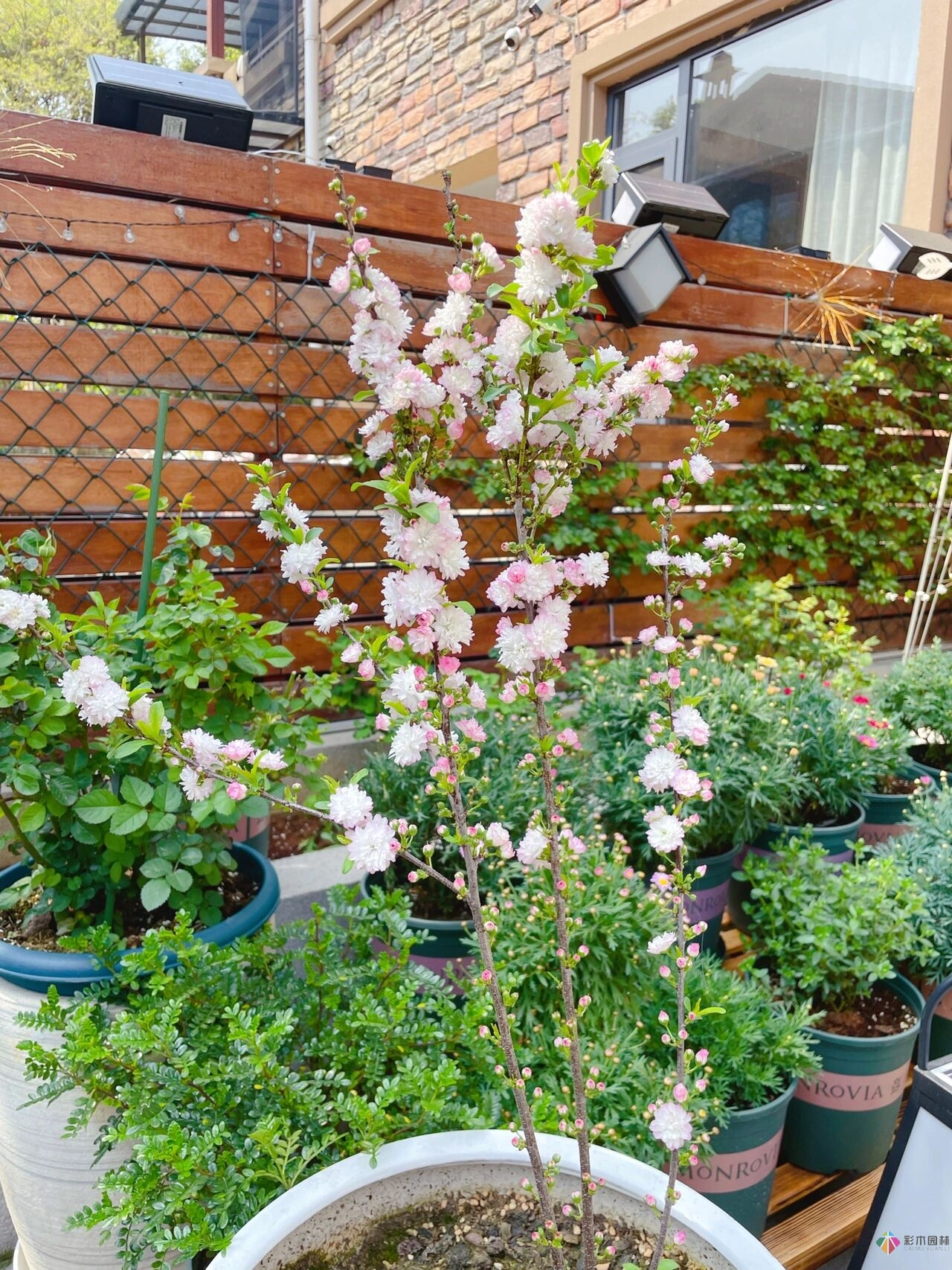 31歲的時候,用花園買了房子。折騰了300多天,滿園花開。