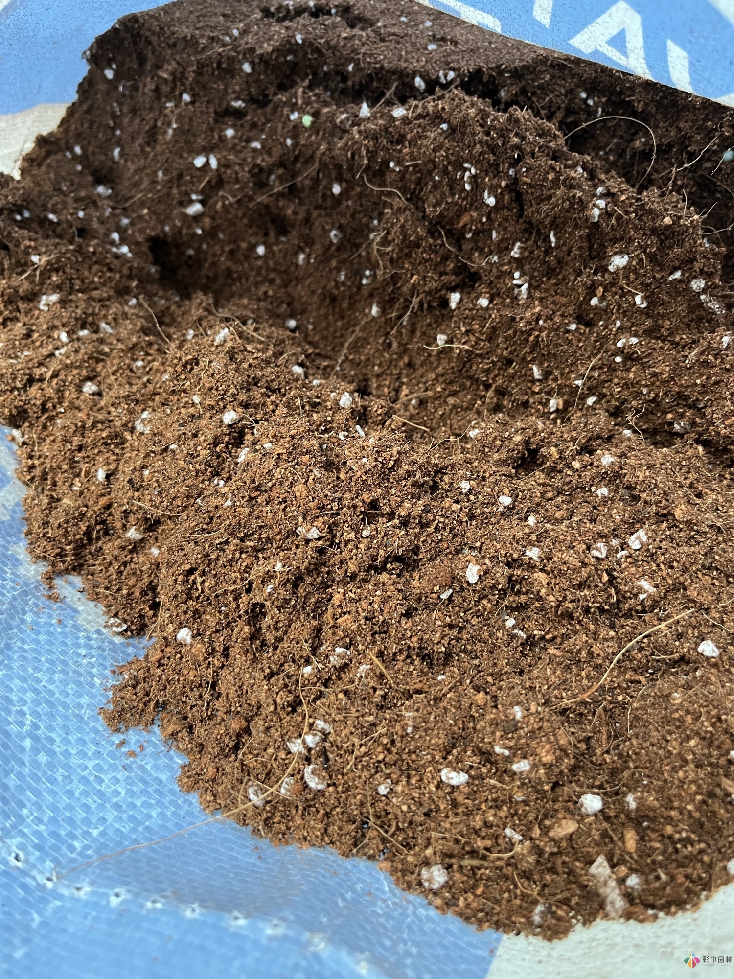 不顧父母反對,買了一層110㎡的院子,自己一個人折騰成花園。就這么治好了。