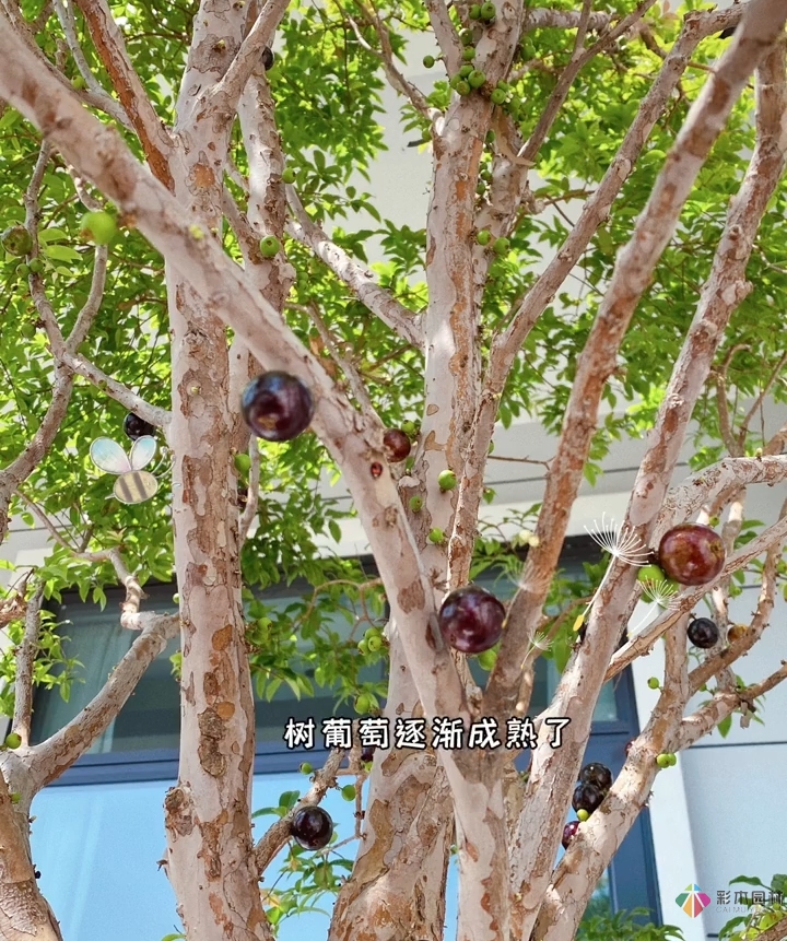花17萬，改造農村自建房150 m2庭院花園，入住三個月，感覺好