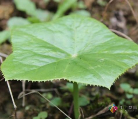 一年之計在于春，勤勞的人已經(jīng)開始造園了