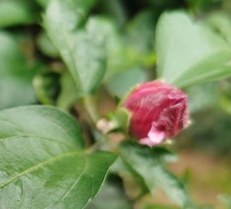 Villa 花園設計中如何養(yǎng)芙蓉