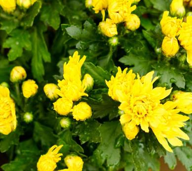 別墅庭院設(shè)計夏季如何養(yǎng)盆栽菊花？